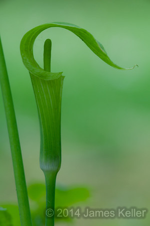 Jack In the  Pulpit