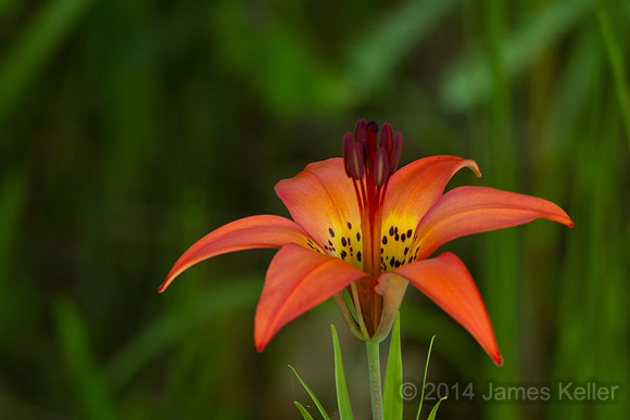 Michigan Lily