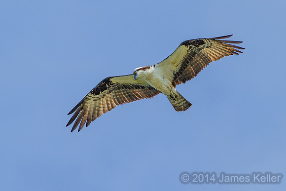 Osprey (MR)
