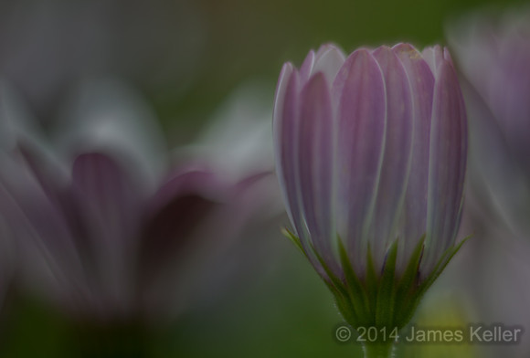 Flower Dream