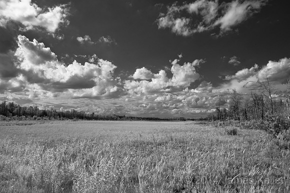 Mud Lake Bog