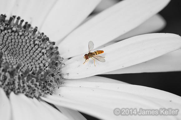 Syrphid
