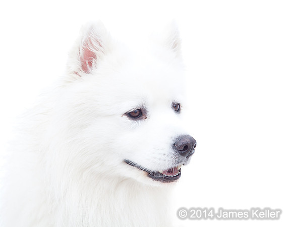 Sled Dog 4