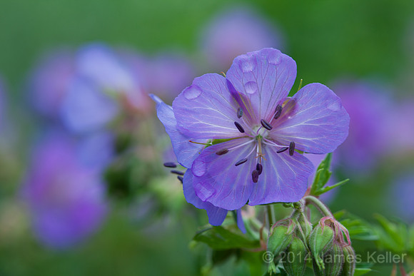 Dewey Wild Geranium