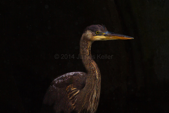 Great Blue Heron