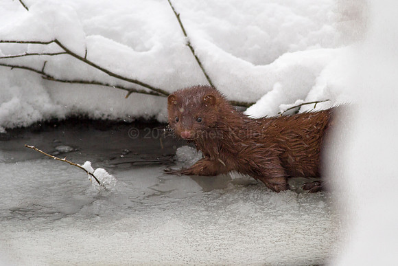 Mink