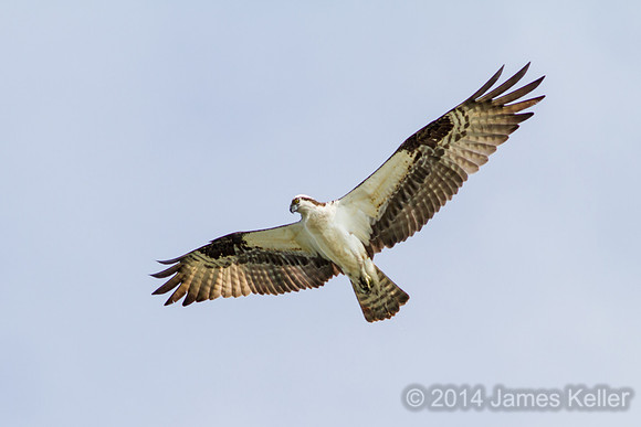 Osprey (MR)