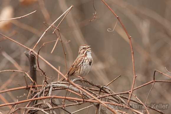 Song Sparrow