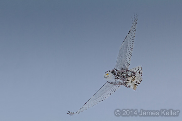 Snowy Owl in Flight