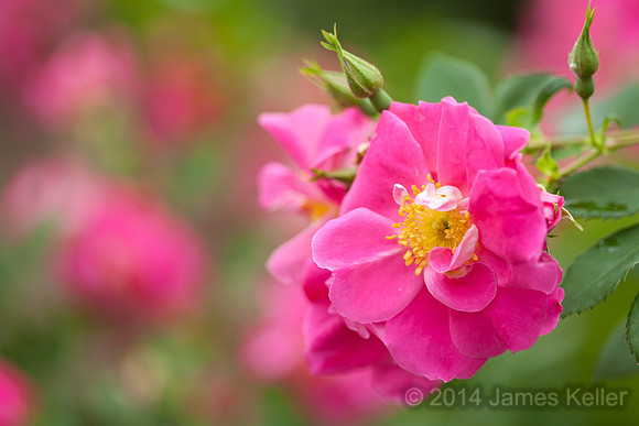 Rose Dream 4