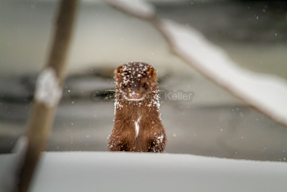 Mink