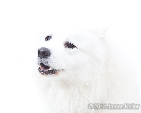 Sled Dog 3