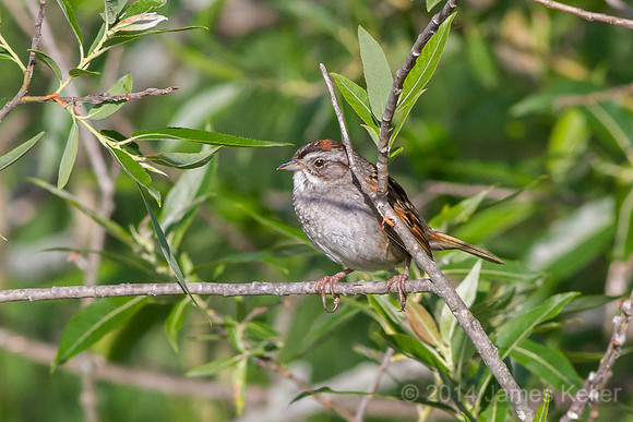 Baby Swamp Sparrow (MR)