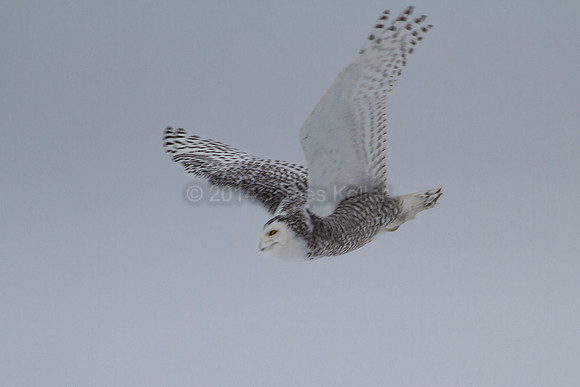 Snowy Owl