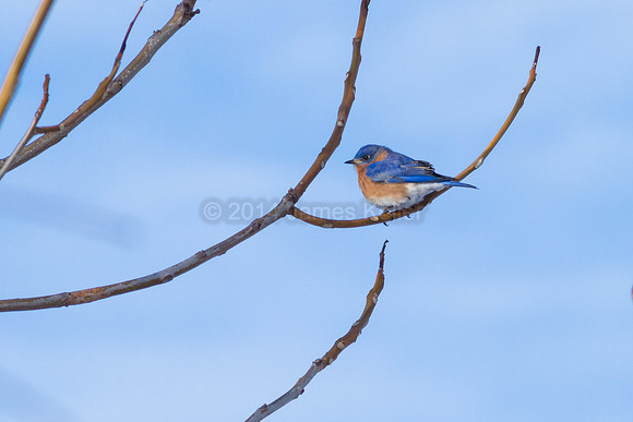 Bluebird