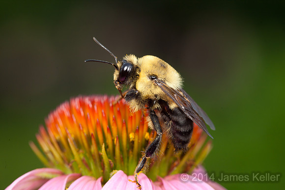 Bumble Bee