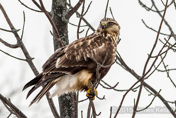 Rough-legged Hawk