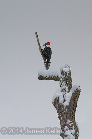 Pileated Woodpecker