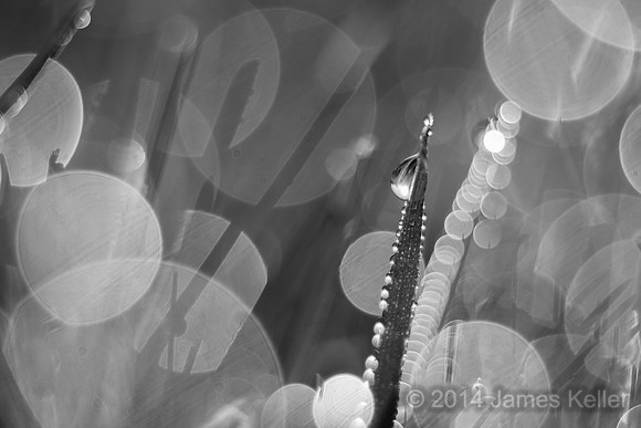 Morning Dew - Black and White