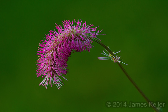 Pink Grass Bloom