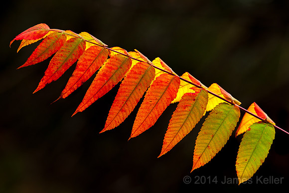 Staghorn Sumac - Fall Color