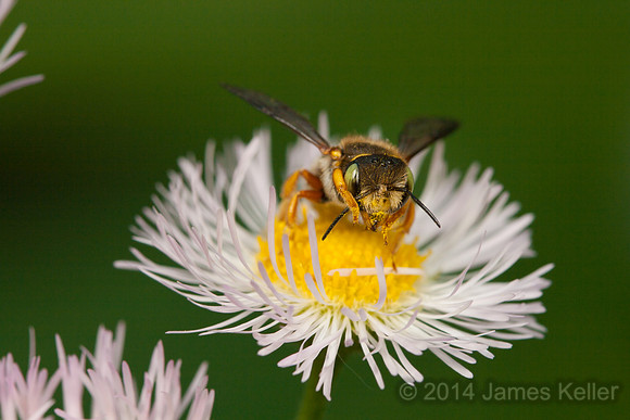 Bee Washing Face