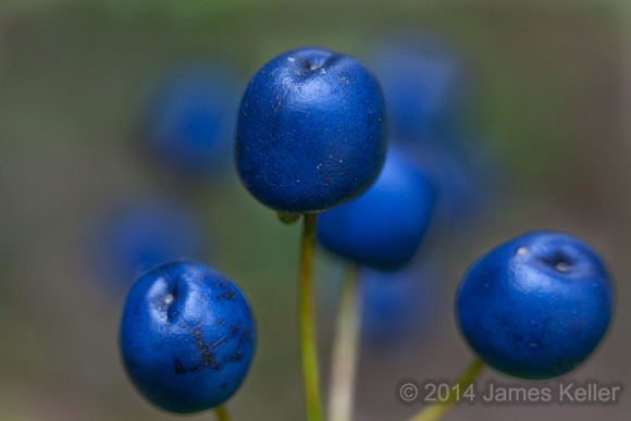Blue Bead