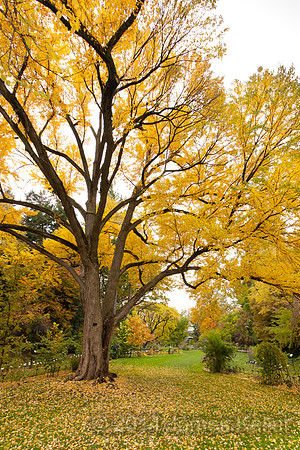 MSU Beal Garden 3