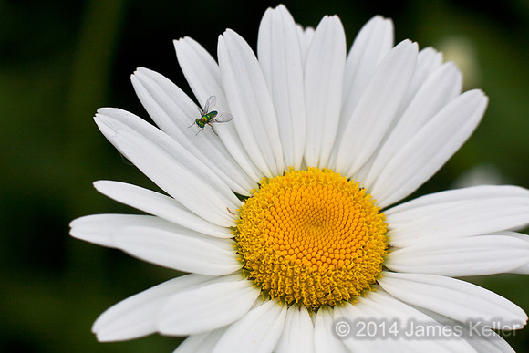 Green Metalic Fly on Daisy