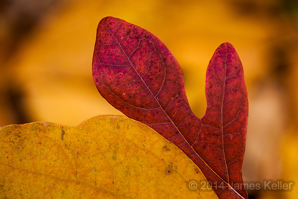 Sassafras Leaves - Mitten 1