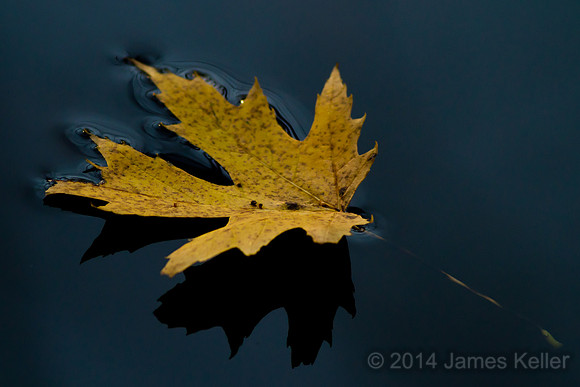 Floating Leaf