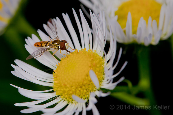 Tiny Syrphid Fly
