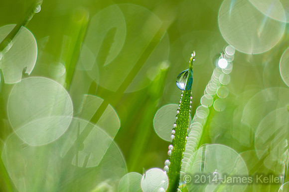 Morning Dew - Green