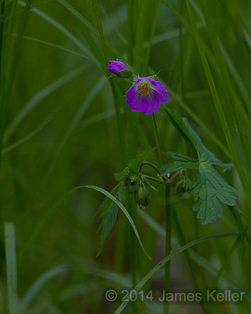 Wild Geranium 2