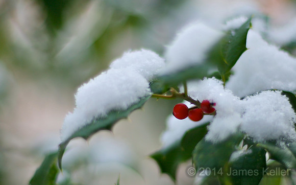 Holly Berry