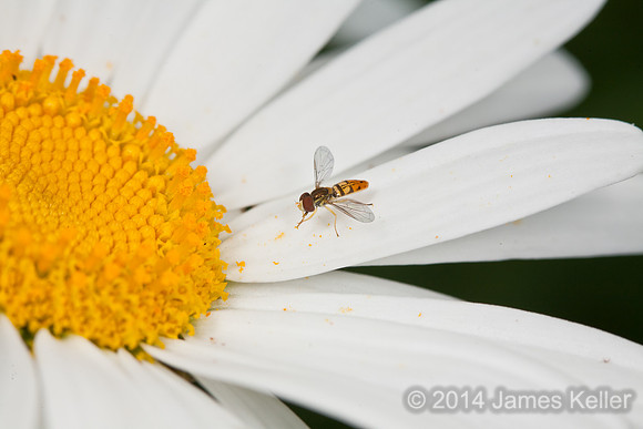 Syrphid Fly on Daisy