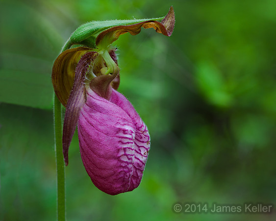 Moccasin Flower