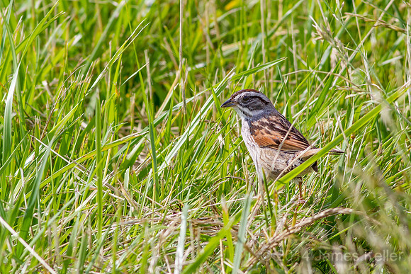 Swamp Sparrow (MR)