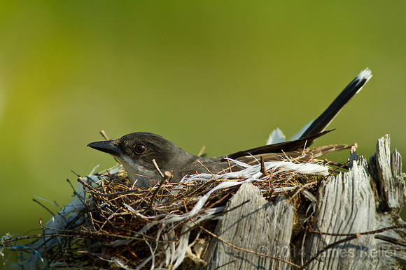 Kingbird on a Nest