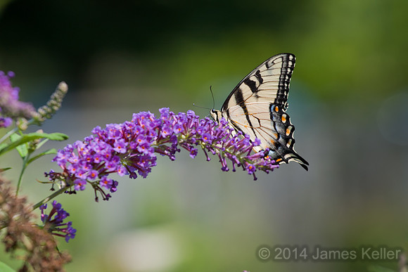Swallowtail Butterfly