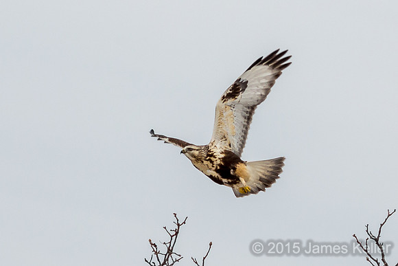 Rough-legged Hawk