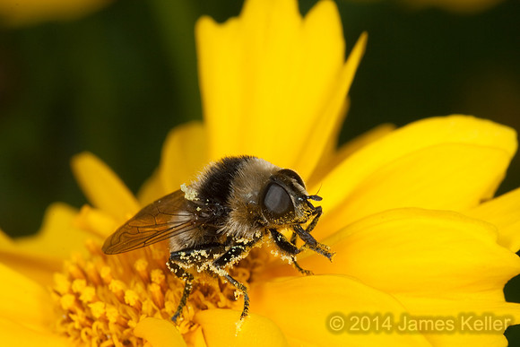 Bee Fly