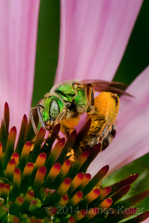 Green Solitary Bee 2