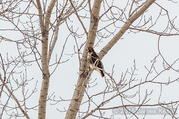 Red-tailed Hawk (overall very dark with stricking white marks on face)