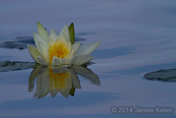 Water Lilly Reflection