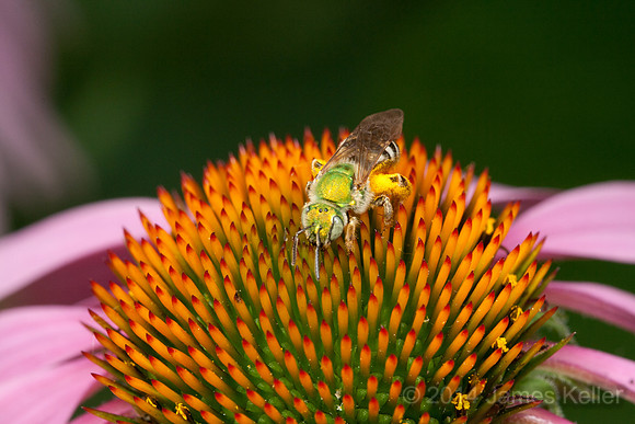 Green Solitary Bee 1