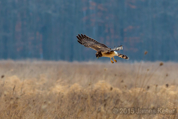 Northern Harrier