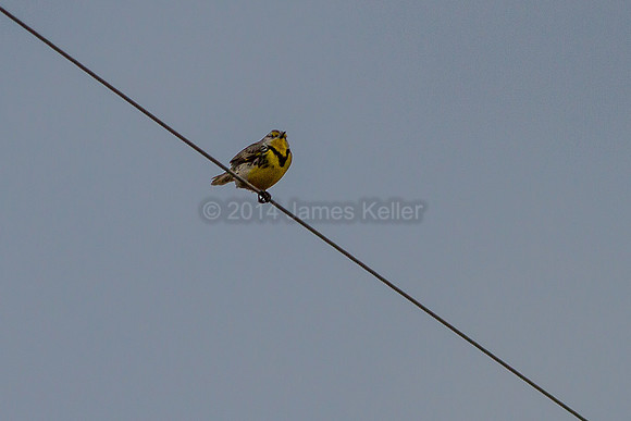 Western Meadowlark