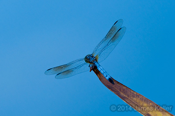 Blue Dragonfly