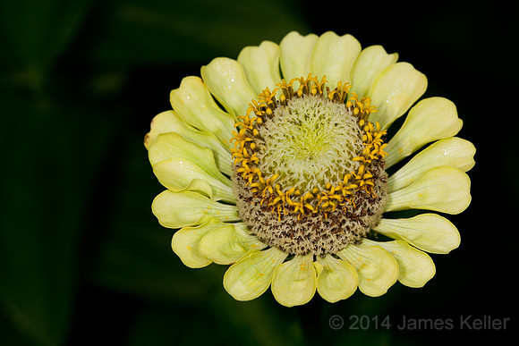 Zinia 3